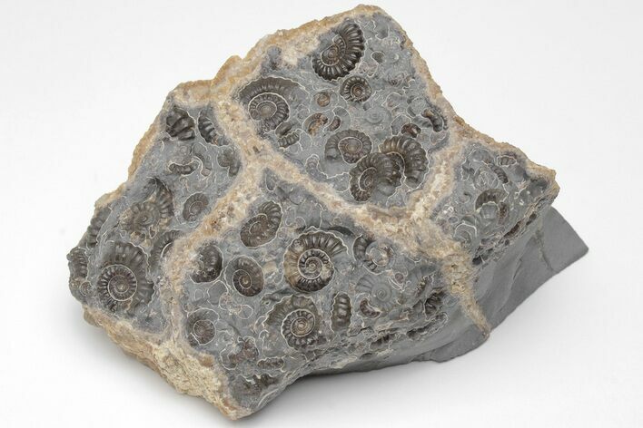 Ammonite (Promicroceras) Cluster - Marston Magna, England #207734